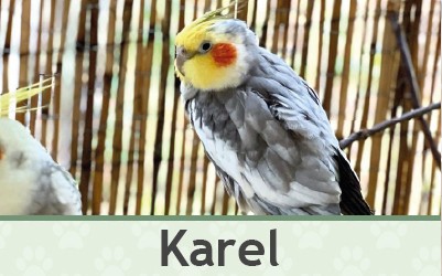 Korela – Farmapark u Toma